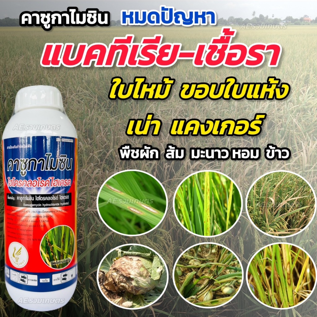สารป้องกันและกำจัดโรคพืช คาซูกาไมซิน สารกำจัดเชื้อรา สารกำจัดแบคทีเรีย ใบไหม้ ใบจุด กาบใบไหม้ ผลเน่า ใบเน่า ขนาด 1 ลิตร