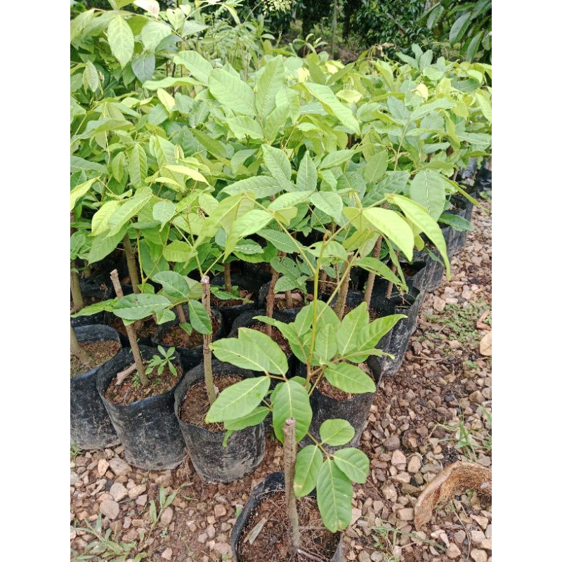 🍀ต้นเงาะนาสาร ติดตาเเล้ว พร้อมปลูก 🌳