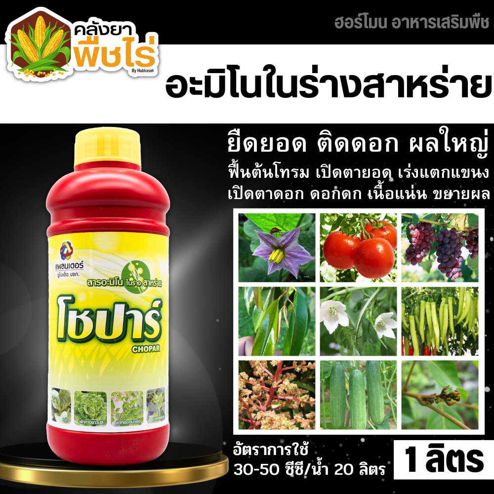 🌽 โชปาร์ (สาหร่าย+อะมิโน) 1ลิตร เร่งงาม ยืดยอด แตกแขนง ฟื้นต้นโทรม