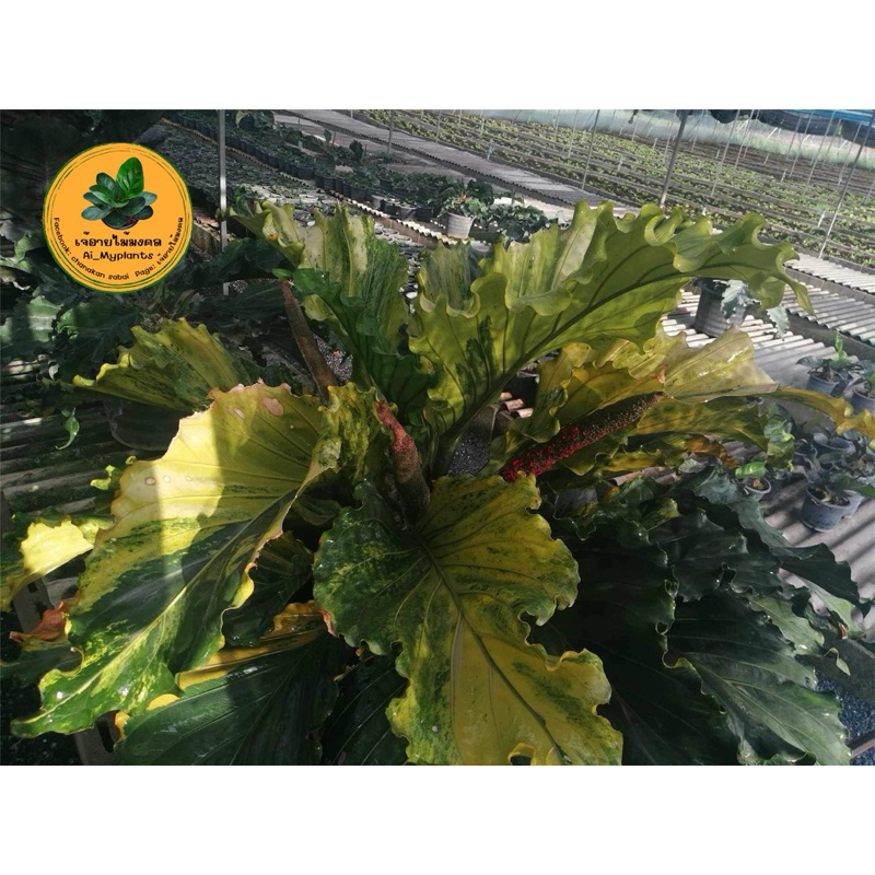 ต้นบัลลังก์เจ้าสัวลุ้นด่าง จากแม่พันธุ์ด่างทอง Anthurium plowmanii Croat