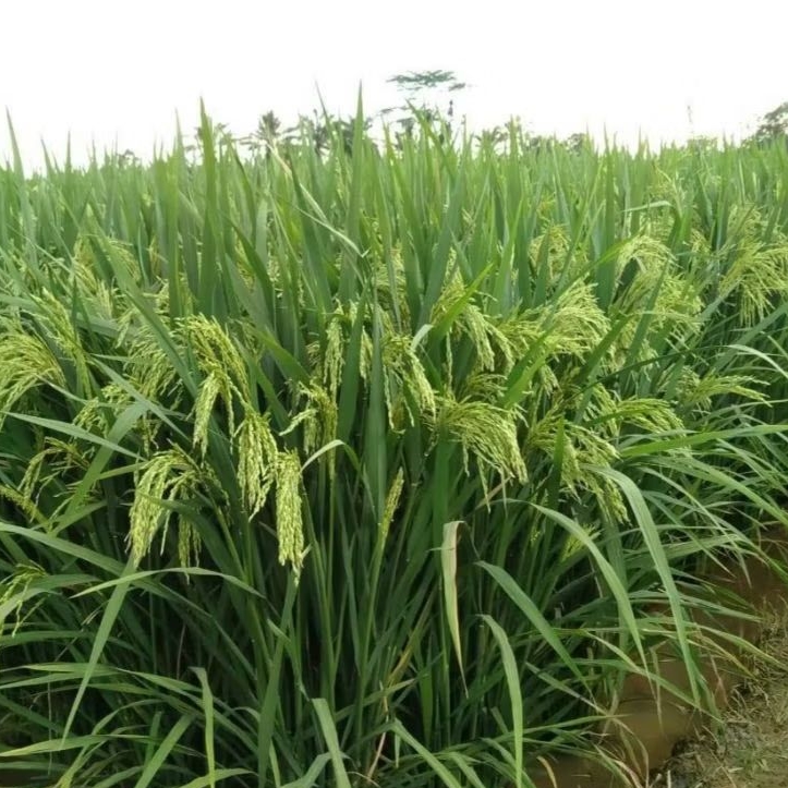 เมล็ดพันธุ์ข้าว  303AGT ( 1 กิโลกรัม )