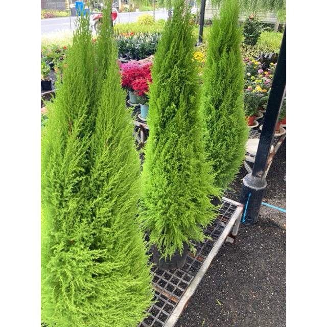 ต้นสนเลมอน/สนมะนาว( Lemon Cypress)ไม้ทรงสวย/ 100cm(กระถาง15”)