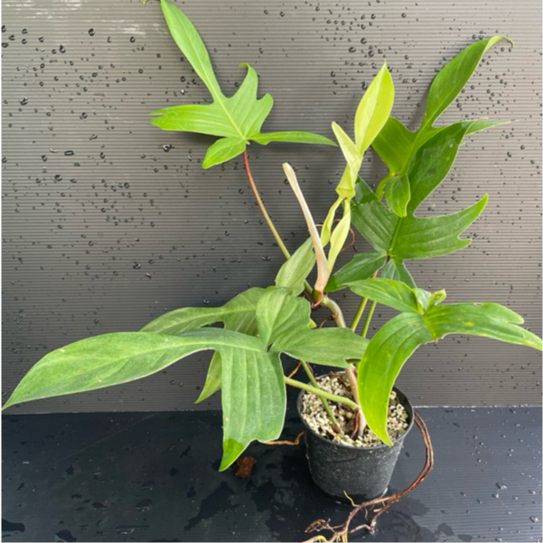 ส่งฟรี ก้ามกุ้งโกสมิ้นท์ ก้ามกุ้งมิ้นท์ Philodendron Florida Ghost Mint Variegated