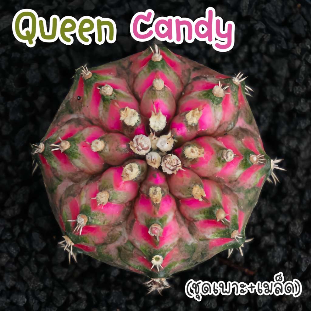 ชุดเพาะเมล็ดยิมโน Queen Candy x Neon กระบองเพชร/แคคตัส