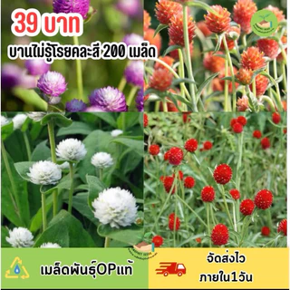 บานไม่รู้โรยคละสี 200เมล็ด