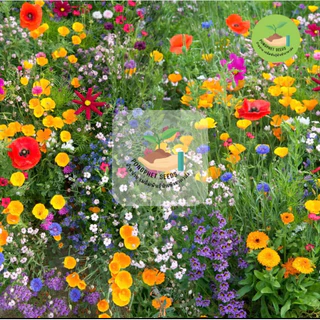 ดอกไม้ป่า 39 บาท 500เมล็ด