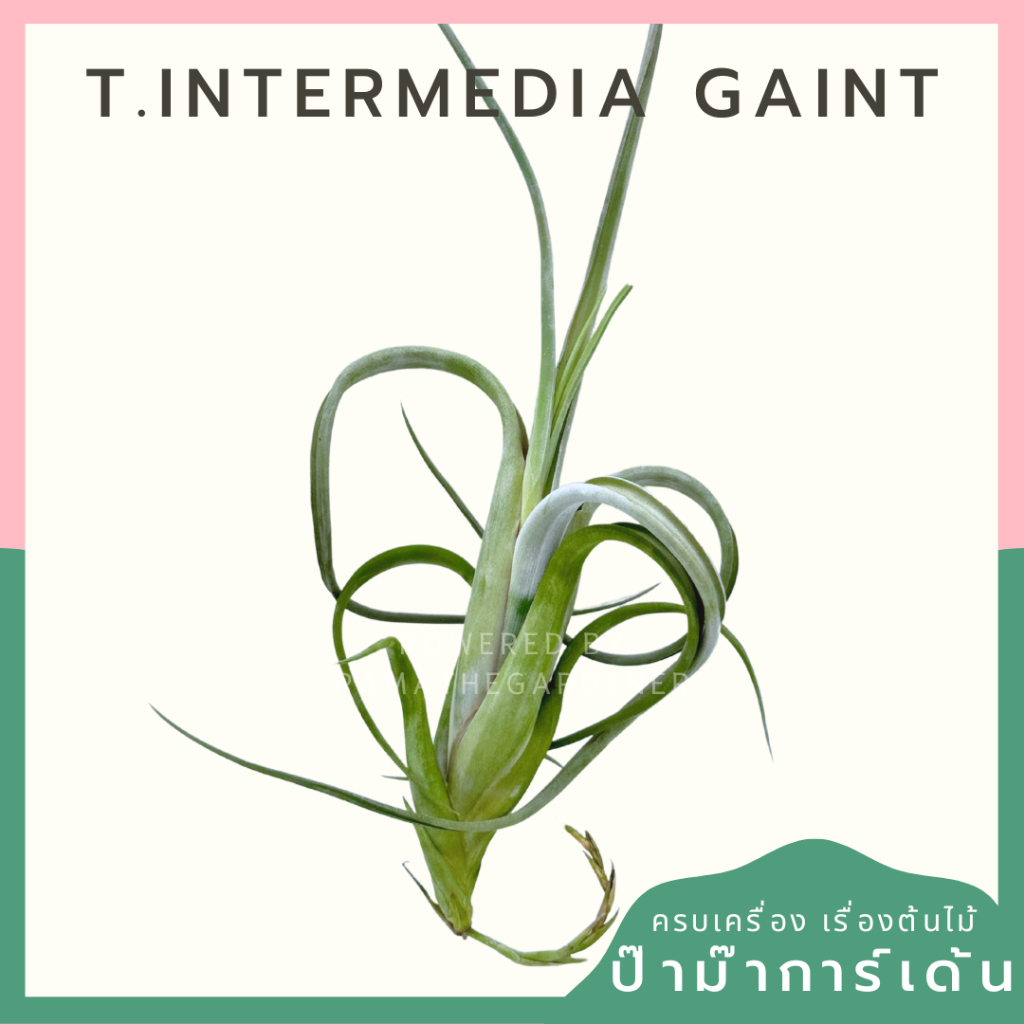 Tillandsia Intermedia Gaint ทิลแลนเซีย ต้นไม้รากอากาศ