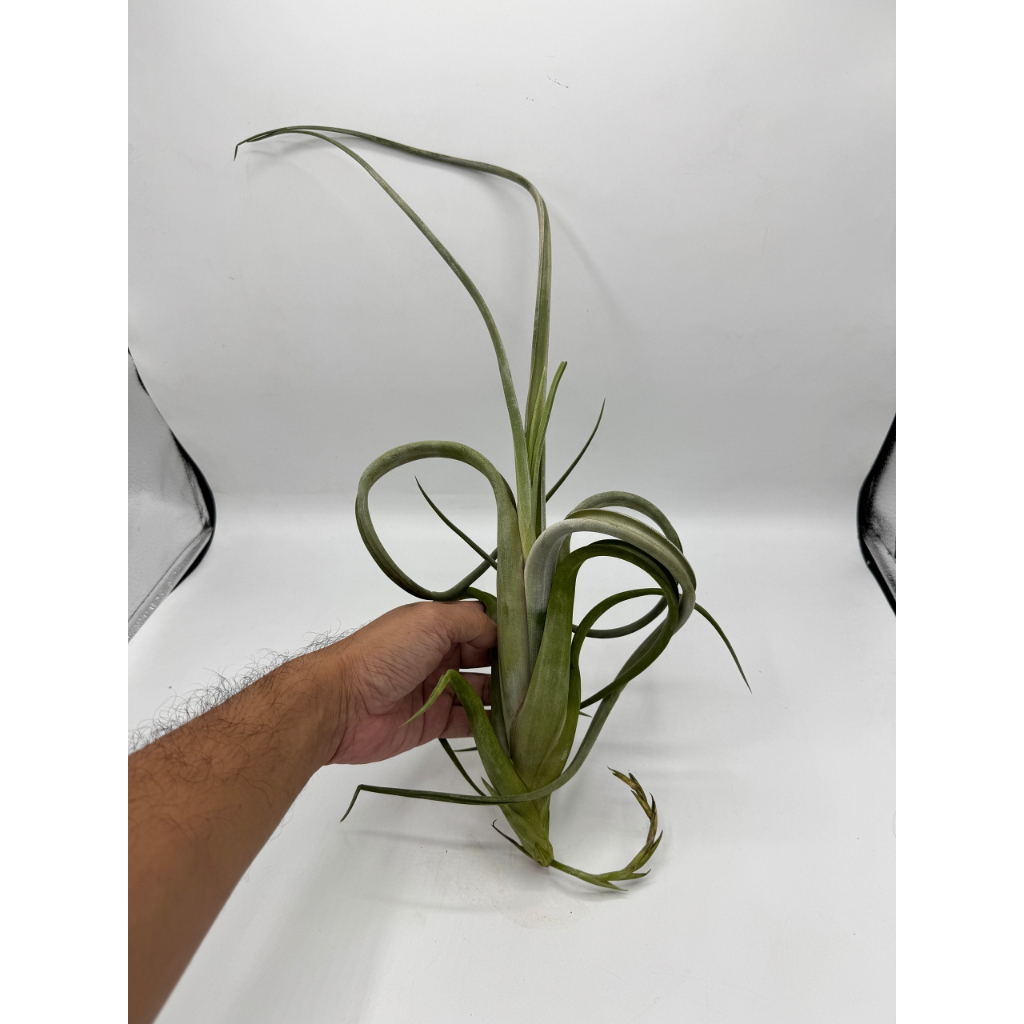 มุมมอง 3