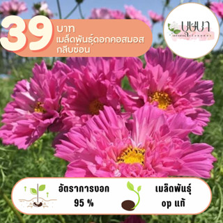 ดอกคอสมอสกลีบซ้อน 39บาท 200เมล็ด