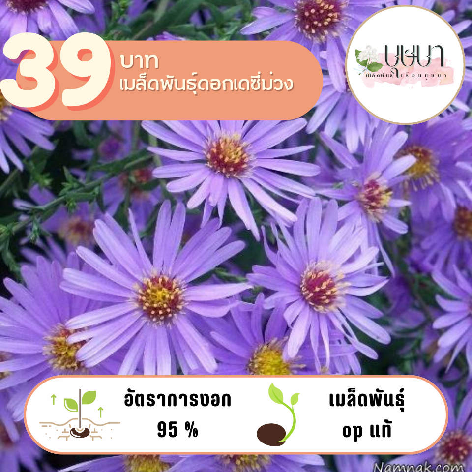 ดอกเดซี่ม่วง 39บาท 500เมล็ด – โปรปัง
