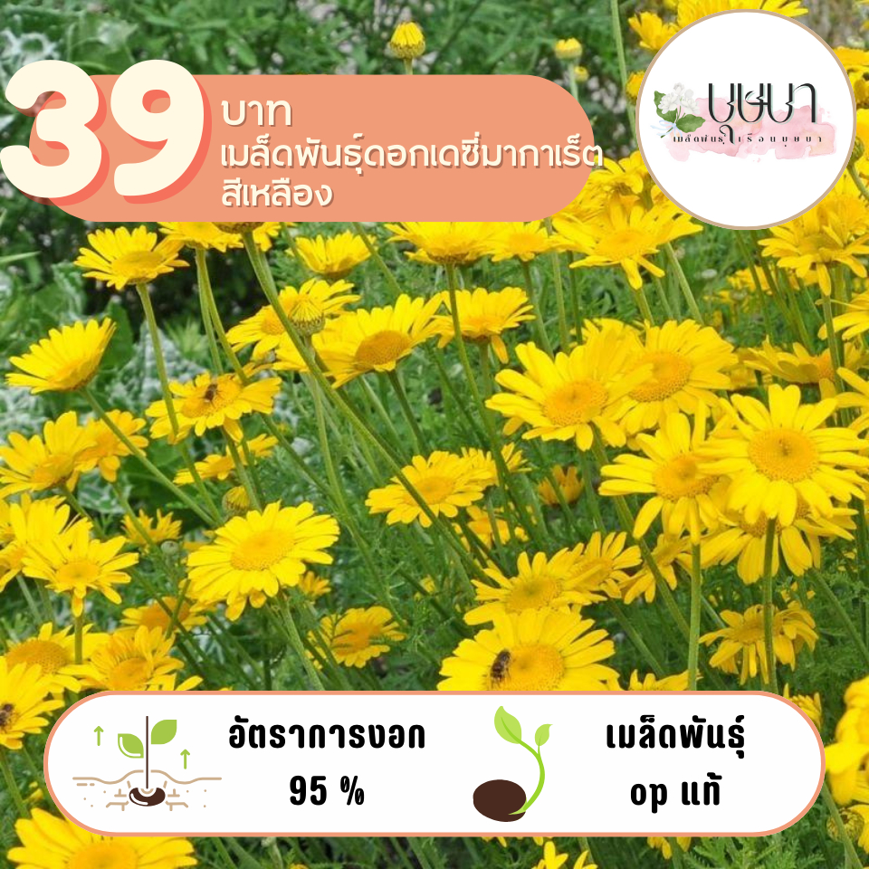 ดอกเดซี่มากาเร็ดสีเหลือง 39บาท 300เมล็ด