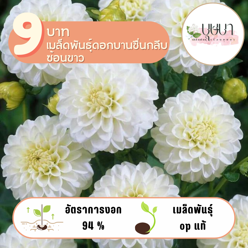 บานชื่นกลีบซ้อนขาว 9บาท 60เมล็ด