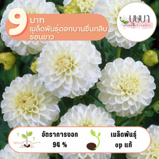 บานชื่นกลีบซ้อนขาว 9บาท 60เมล็ด