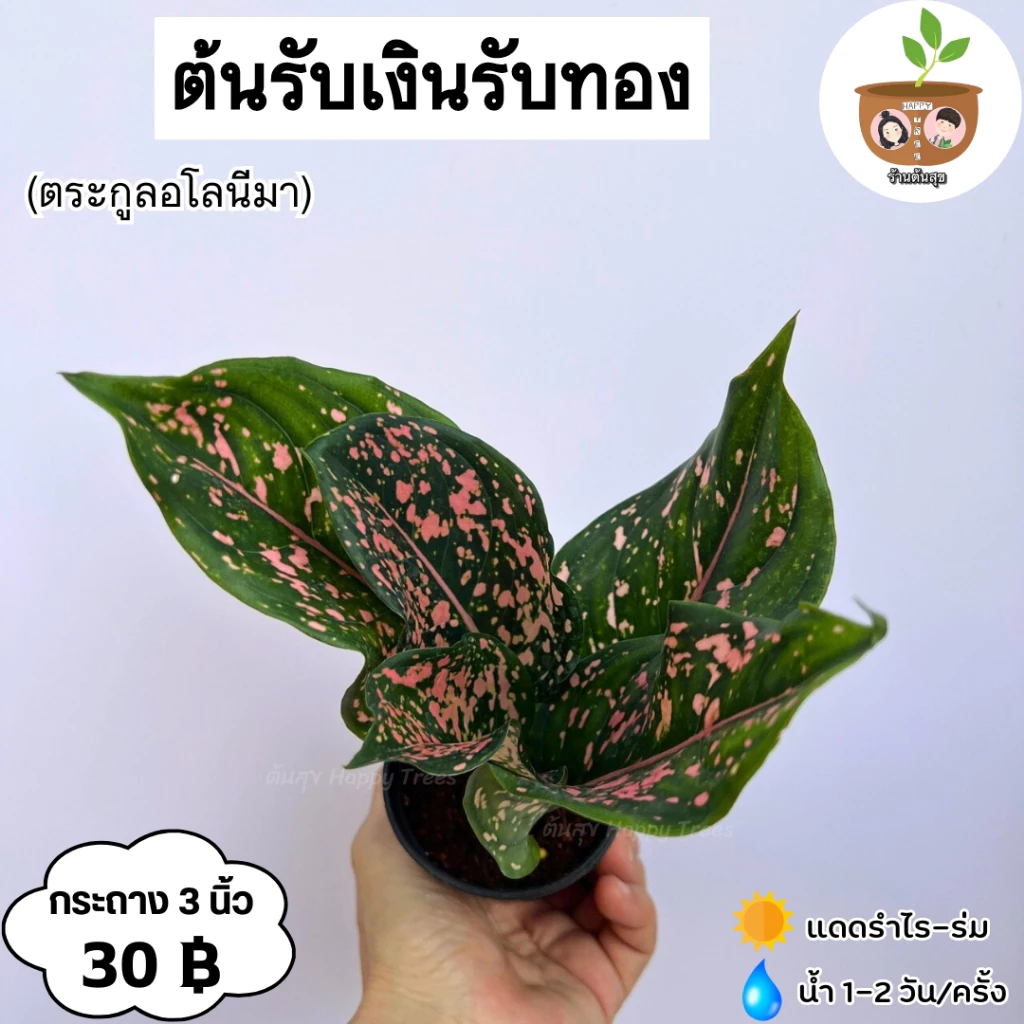 ต้นรับเงินรับทอง จัดส่ง 2 ต้นขึ้นไป คละแบบได้