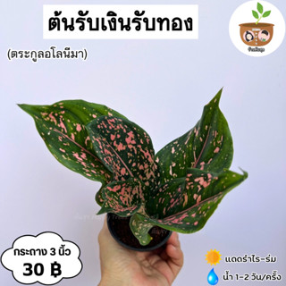 ต้นรับเงินรับทอง จัดส่ง 2 ต้นขึ้นไป คละแบบได้