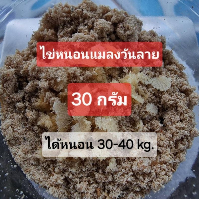 ไข่หนอนแมลงวันลาย 30 กรัม ไข่แมลงวันลาย ไข่หนอนBSF หนอนแม่โจ้ หนอนโปรตีน Blacksoldierfly แมลงวัน ไข่หนอน หนอน