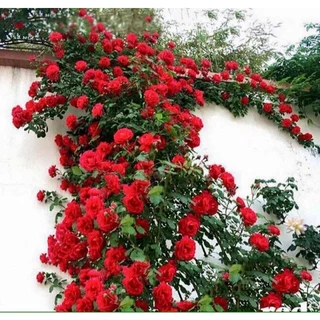 กุหลาบเลื้อยสีแดง 39บาท 50เมล็ด