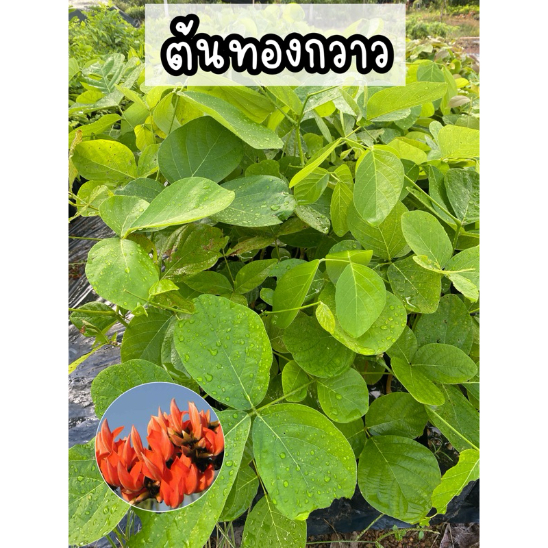 ต้นทองกวาว ไม้มงคล ไม้ยืนต้น สรรพคุณประโยชน์มากมายทั้งต้น