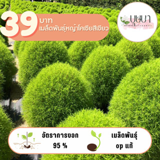 หญ้าโคเซียสีเขียว 39บาท 300เมล็ด