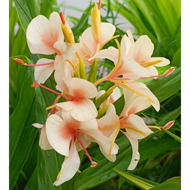 ดอกมหาหงส์ ทุกสีดอกหอมมากๆ (ต้นสะเลเต / ชมbutterfly lily / ต้นสเลเต) 999garden