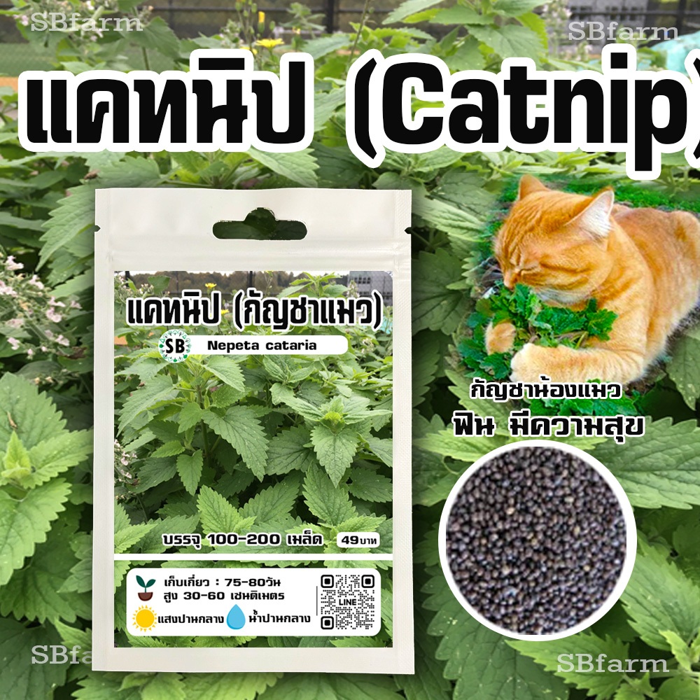 เมล็ดแคทนิป Catnip /// Nepeta cataria 100-200 เมล็ด  โปรโมชั่น [ซื้อ 2 แถม 1ซอง]/// SBfarm – โปรปัง