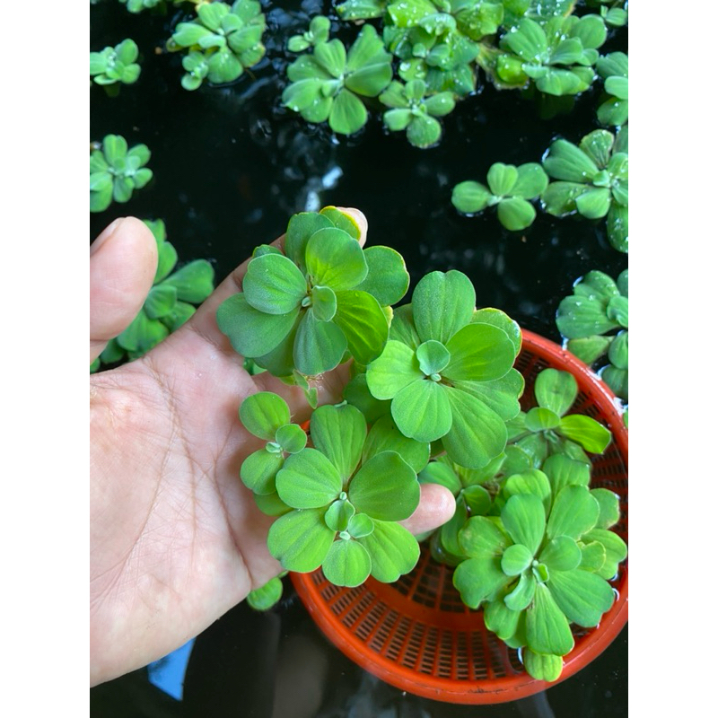 จอกกุหลาบ Water Lettuce(1ชุด มี10ช่อ)
