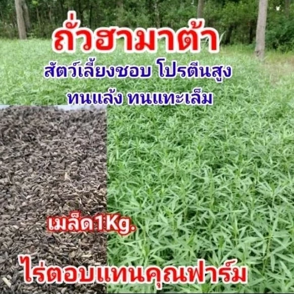 #เมล็ดถั่วฮามาต้า 1kg. #ถั่วฮามาต้าพืชอาหารสัตว์ #ถั่วฮามาต้าหญ้าวัว #ไร่หญ้าตอบแทนคุณฟาร์ม