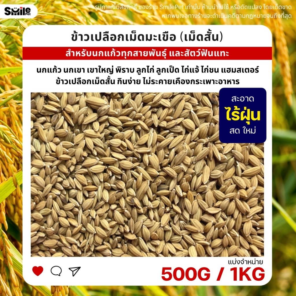 ข้าวเปลือกเม็ดมะเขือ ข้าวเปลือกเม็ดสั้น อาหารนกแก้วทุกสายพันธุ์ หนูแฮมสเตอร์ ไก่ชน ไก่แจ้ (แบ่งขาย 500G / 1KG)