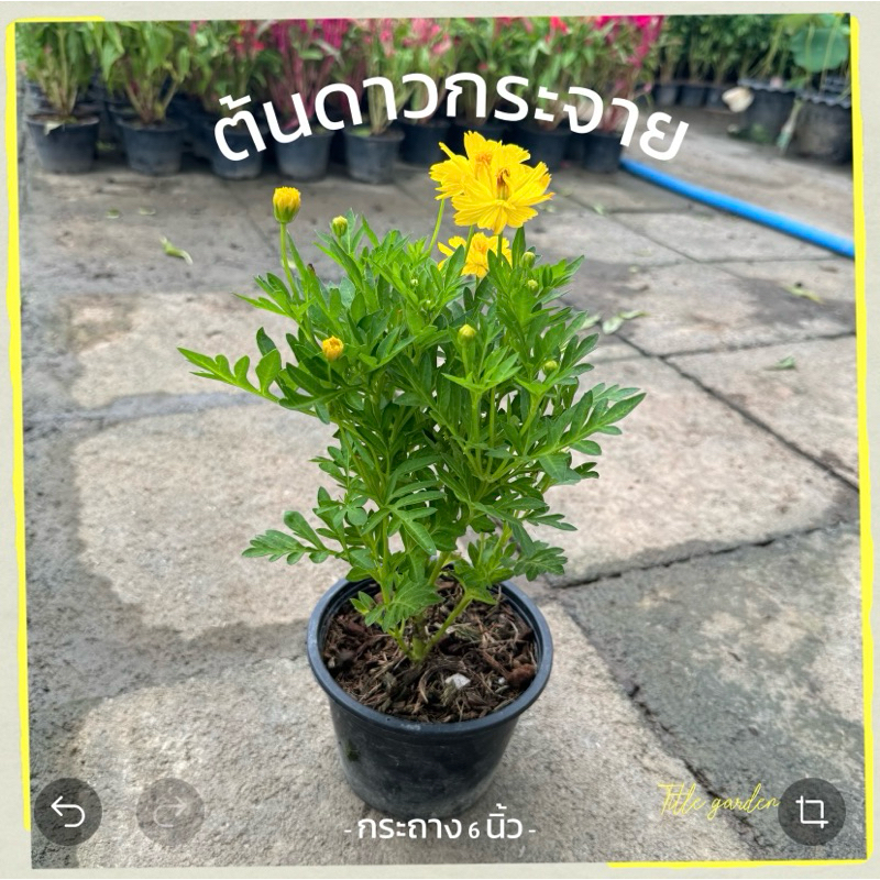 ต้นดาวกระจาย กระถาง 6 นิ้ว ชอบแดด