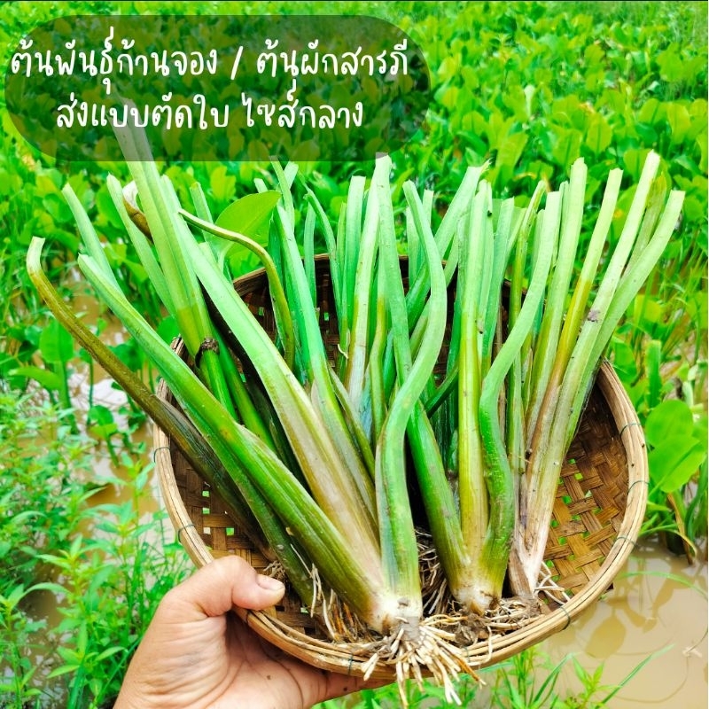 ต้นพันธุ์ผักก้านจอง/ผักสารภี 🔴ส่งแบบตัดใบ🔴 ต้นขนาดกลางพร้อมติดดอก
