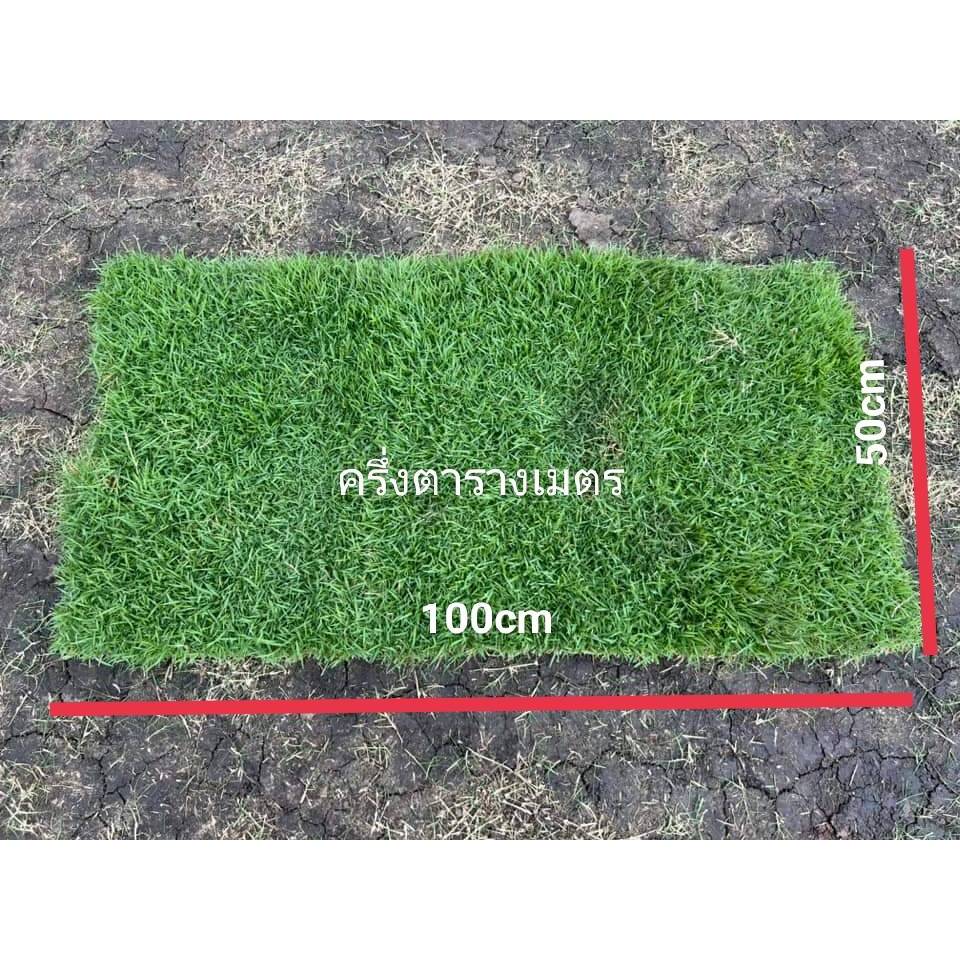 หญ้าสด (Natural grass)หญ้าปูสนาม หญ้าคลุมหน้าดิน จัดสวน ขนาด 50x100cm ต่อแผ่น ครึ่งตารางเมตร