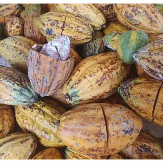 คาเคาแมส 500 กรัม (Cacao Mass) บัตเตอร์กว่า50% Natural process ไม่แต่งกลิ่นหรือเติมสารใดๆ เหมาะสำหรับผู้รักช็อคกแลตแท้