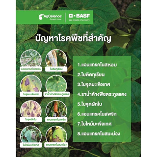 คาบริโอ® ดูโอ ไพราโคลสโตรบิน+เมทิแรม สารป้องกันกำจัดโรคพืช ได้ทั้งราชั้นสูงและช้ันต่ำ ปลอดภัยใช้ได้ทุกพืช คาบริโอ ดูโอ้