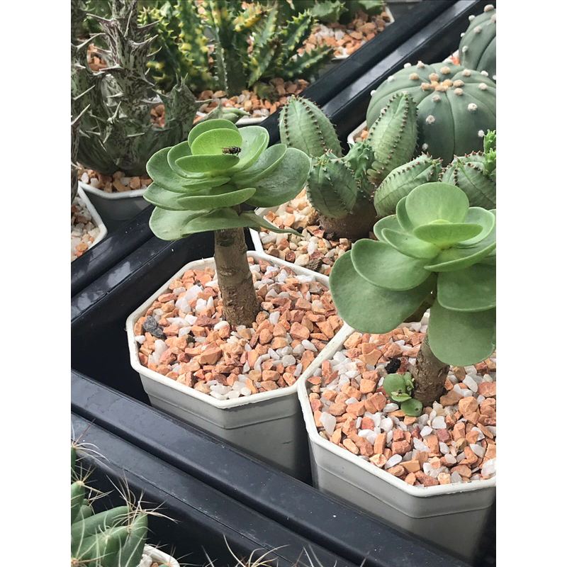 Portulaca molokiniensis ปอตูลาก้า