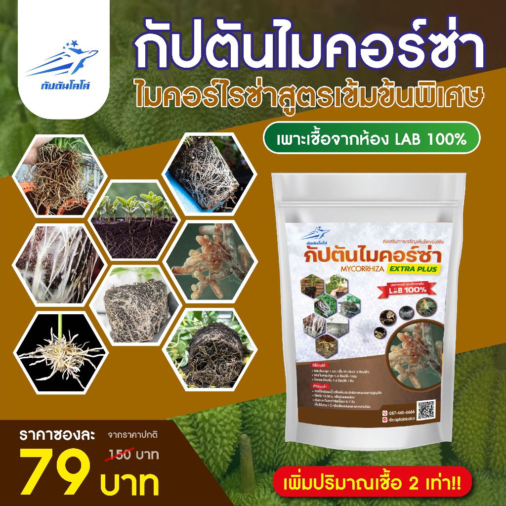 ไมคอร์ไรซ่า กัปตัน สูตรเข้มข้น (100กรัม) เพาะเชื้อจากห้อง LAB