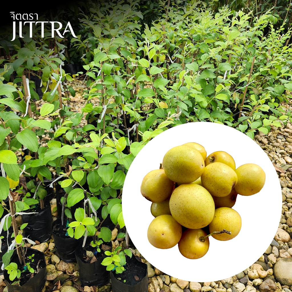 จิตตรา ต้นพันธุ์พุทราสามรส เสียบยอดสูง 60-80 ซม. ปลูกปีเดียวติดลูก พร้อมส่ง เคลมฟรี ต้นพันธุ์ผลไม้ ต้นเตี้ย ผลดก