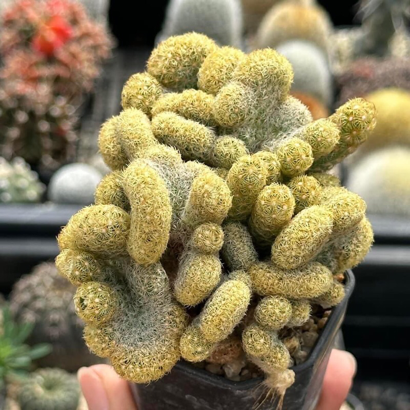 นิ้วทองคริส กระถาง 2 นิ้ว❌ส่งขั้นต่ำ50฿ขึ้นไปคละสายพันธุ์ได้ค่ะ❌