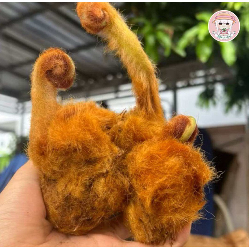 ว่านลูกไก่ทอง《ราคาถูก》Cibotium ว่านไม้มงคล เรียกทรัพย์ การเงินดี ขนปุย เลี้ยงง่าย // เฉพาะต้นค่ะ