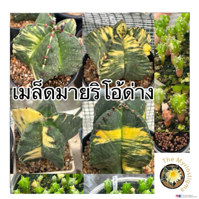 เมล็ดแคคตัสมายริโอ้ มายริโอด่าง  50เมล็ด (Myrio variegata)วาริเอกาตา ราคา ถูกที่สุด ดีลบีเคเค