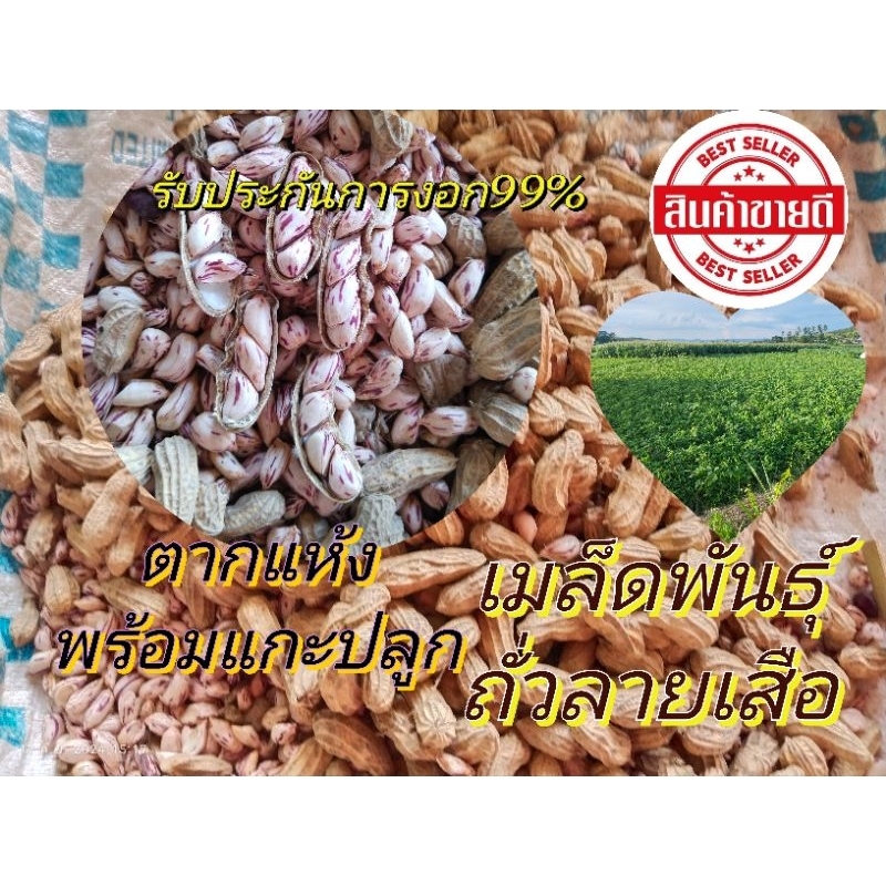 ถั่วลิสงลายเสือ เมล็ดพันธุ์ถั่วลาย พันธุ์พระราชทาน ตากแห้งพร้อมเปลือก รับประกันงอก99% แปรรูปทำอาหารได้ บรรจุ 1กก.