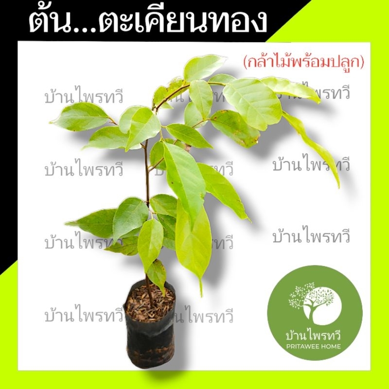ต้นตะเคียนทอง ต้นไม้ตาย เคลมฟรี ทุกต้น เฉพาะ ระหว่างขนส่ง เท่านั้น ตะเคียนทอง ไม้ป่า ต้นไม้ใหญ่