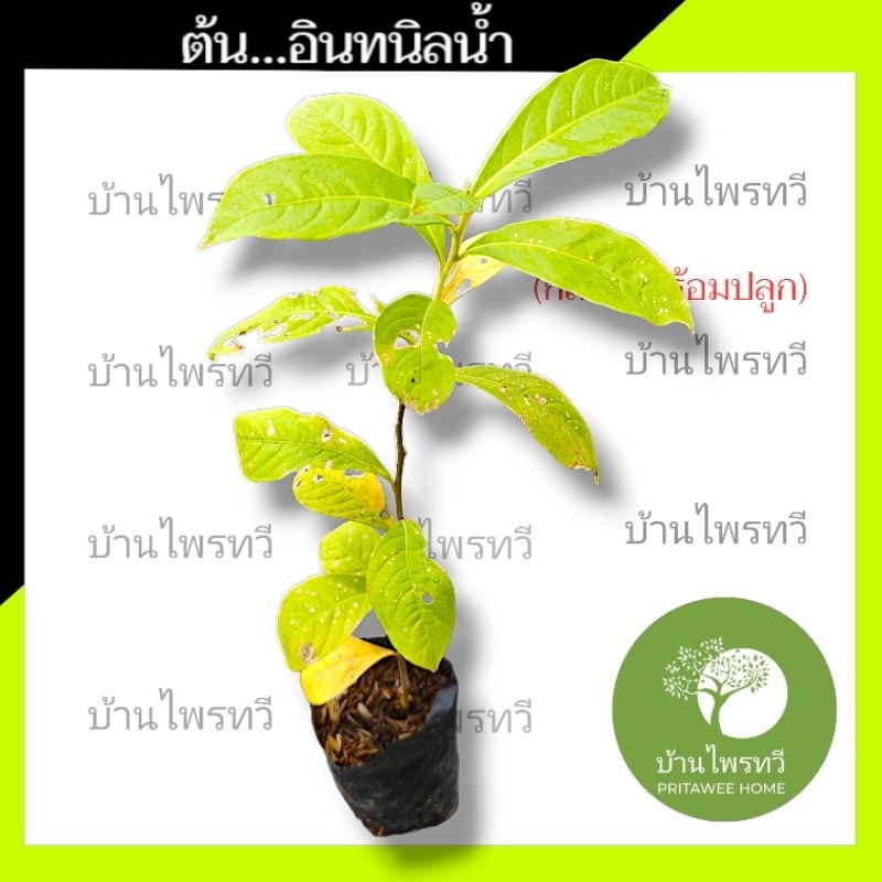 ต้นอินทนิล 25ซม. อินทนิลน้ำ ไม้ดอกสวย ไม่ประดับ ต้นไม้ดอกสีม่วง ตะกูลเดียว ในวงศ์ ต้นตะเเบก ต้นเสลา