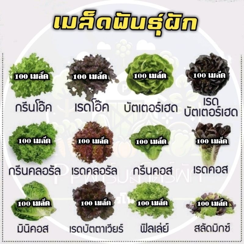 เมล็ดพันธุ์ผักสลัด หลายสายพันธุ์
