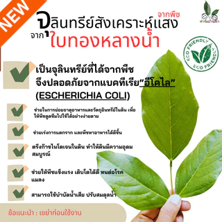ฟาร์มบ้านเรา จุลินทรีย์สังเคราะห์แสงจากใบทองหลางน้ำ Rhodobactor Capsulatus ปลอดภัย จุลินทรีย์เลี้ยงไข่ผำ บำรุงเคลได้ดี