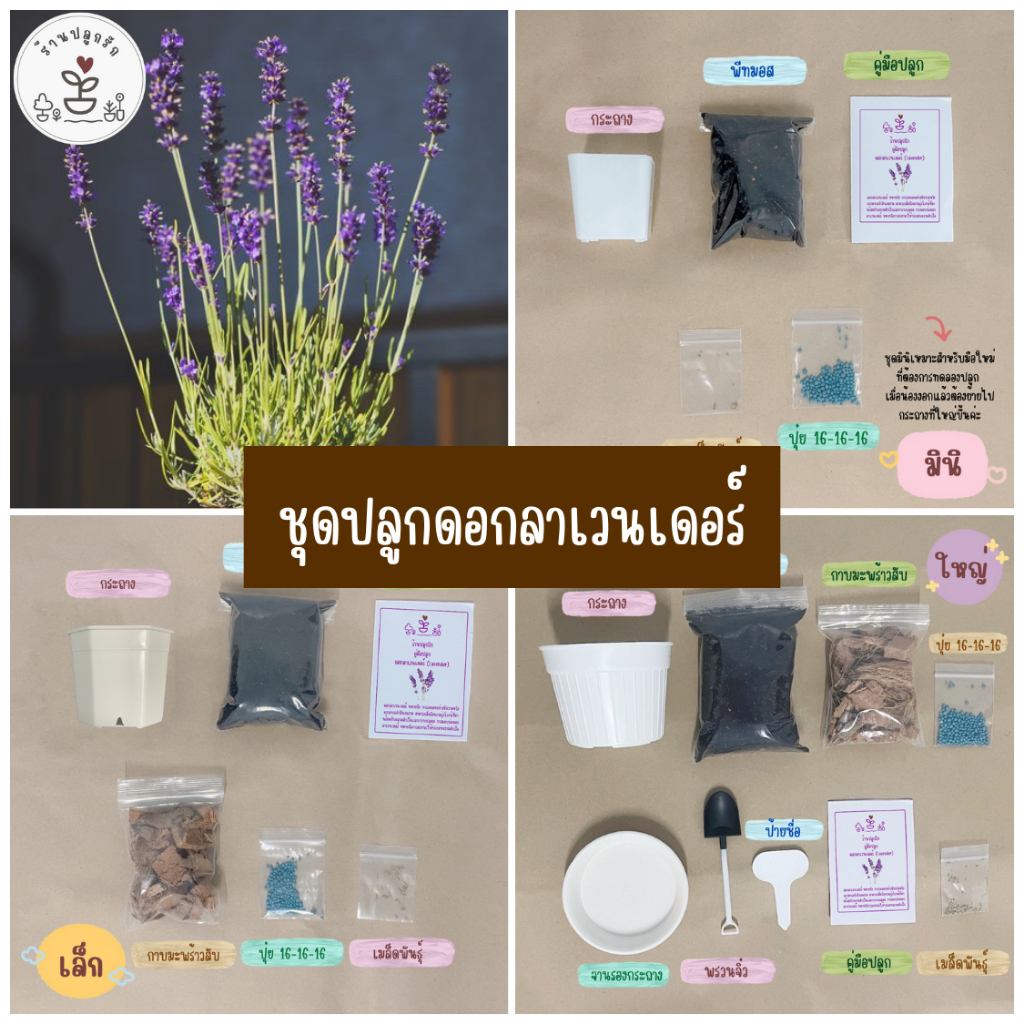 LXG : ชุดปลูกลาเวนเดอร์ ชุดพร้อมปลูกลาเวนเดอร์ ชุดปลูกดอกไม้ ชุดปลูกต้นไม้ ลาเวนเดอร์ มี 3 ขนาด ราคาไม่แพง