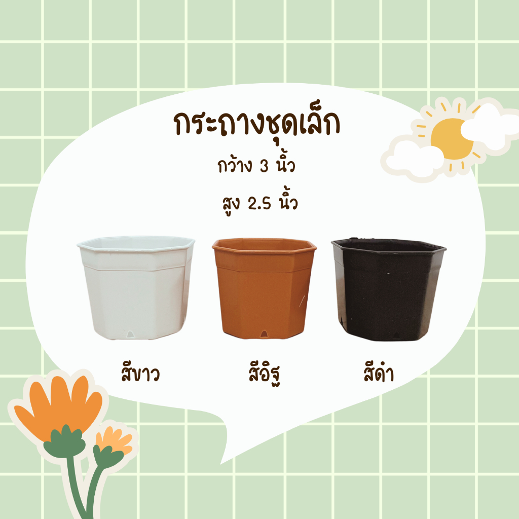 LXG : ชุดพร้อมปลูกดอกเดซี่มากาเร็ตสีขาว (white marguerite daisy) ชุดปลูกเดซี่ ชุดปลูกดอกไม้ ดอกเดซี่ มี 3 ขนาด - รูปที่ 4