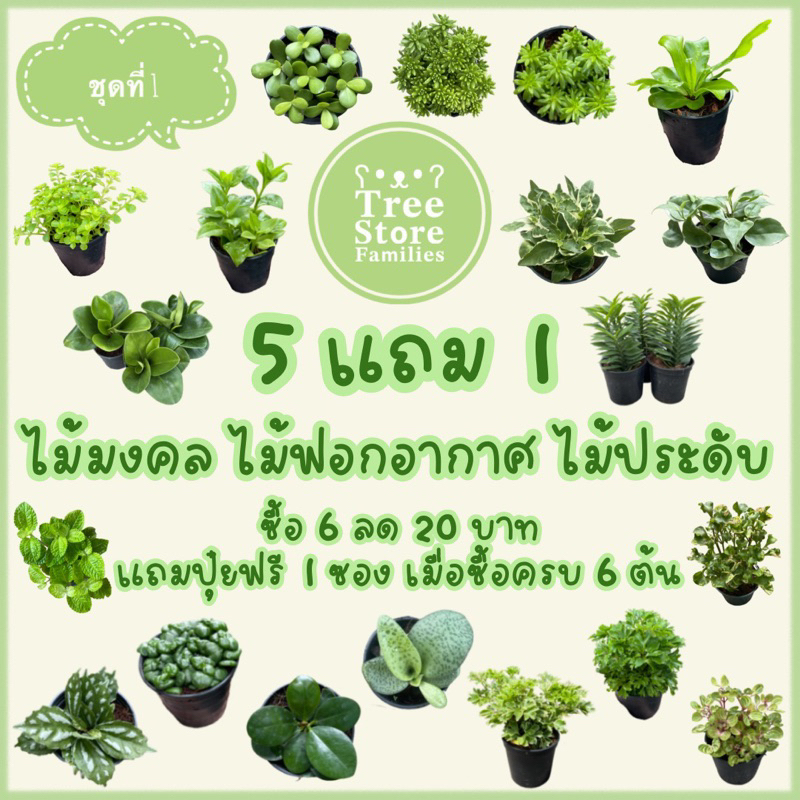 ต้นไม้มงคล ไม้ฟอกอากาศ และประดับ (ชุดที่ 1) ซื้อ 6 ต้นลด 20 บาท *สั่งซื้อขั้นต่ำ 2 ต้น*