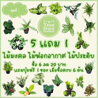 ต้นไม้มงคล ไม้ฟอกอากาศ ไม้ประดับ ต้นไม้จิ๋ว (ชุดที่ 3) ‼️ซื้อ 6 ต้นลด 20 บาท‼️ *สั่งซื้อขั้นต่ำ 2 ต้น*