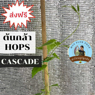 Cascade Hop "กระถาง 6 นิ้ว"  พร้อมปลูก-ต้นกล้าฮอปส์สุขภาพดี (ทำเบียร์,ชงชา) by หมูปลูกผัก