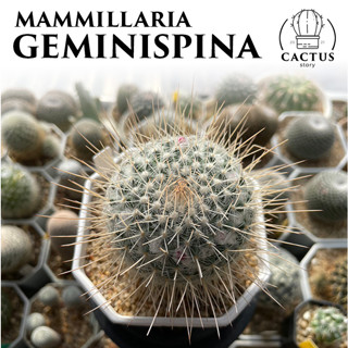 🌵Mammillaria Geminispina🌵